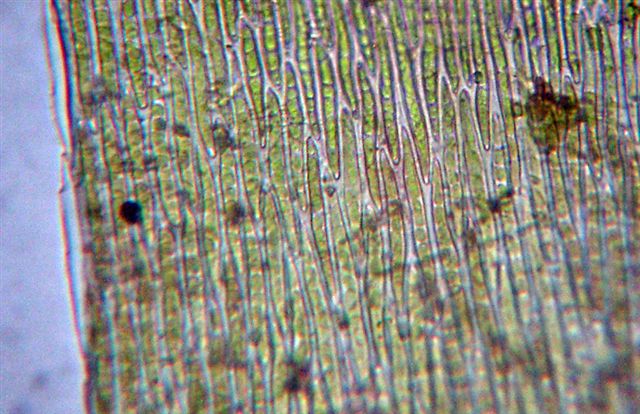 Bryophyta: dovrebbe essere Hypnum cupressiforme